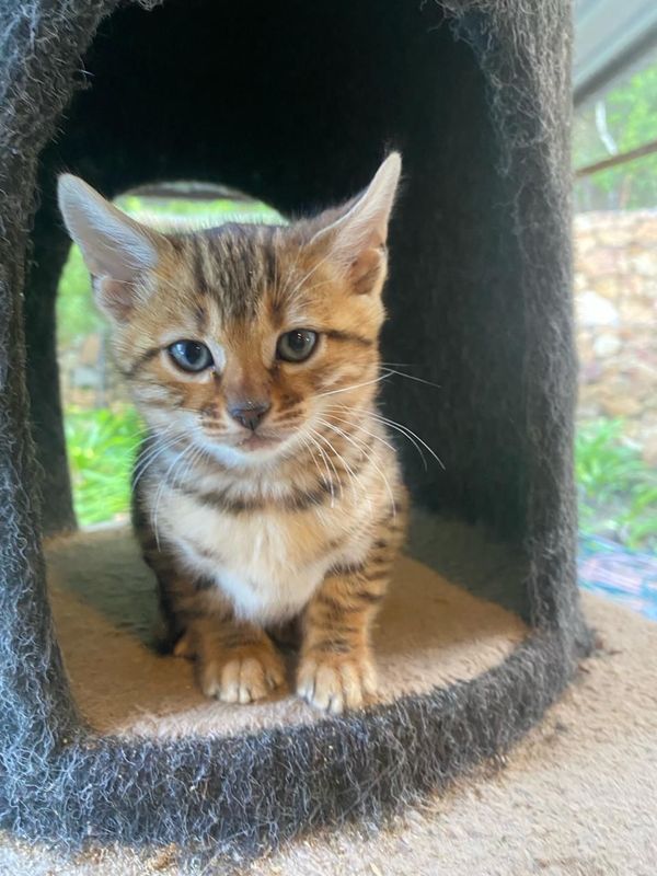 Bengal kittens for sale.