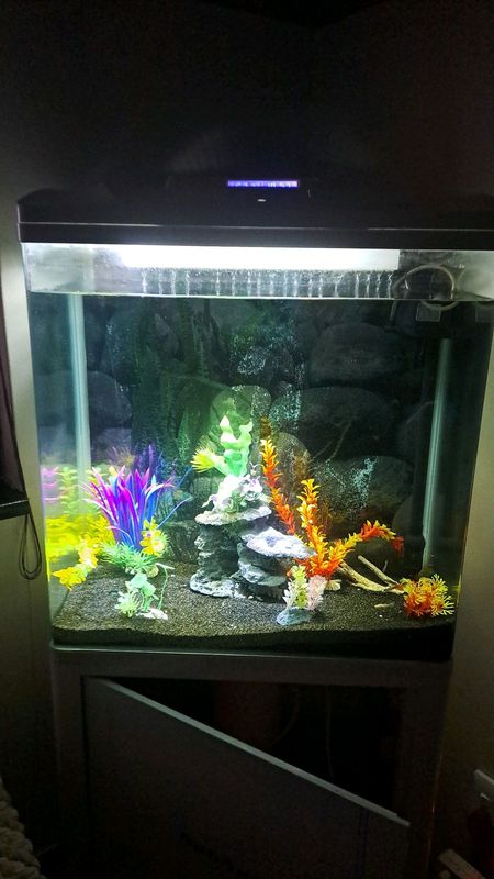 Self cleaning fish tank