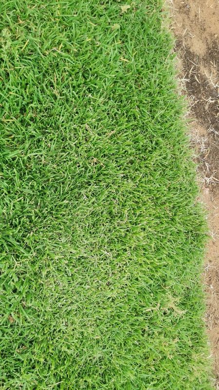 LM Berea (shade)//Buffalo grass and kikuyu grass instant roll on lawn grass weed free