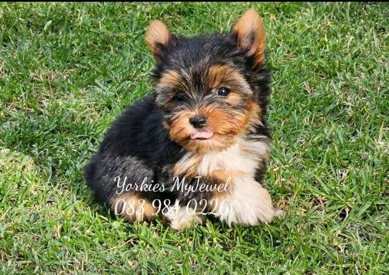 Pocket size Yorkie puppy available
