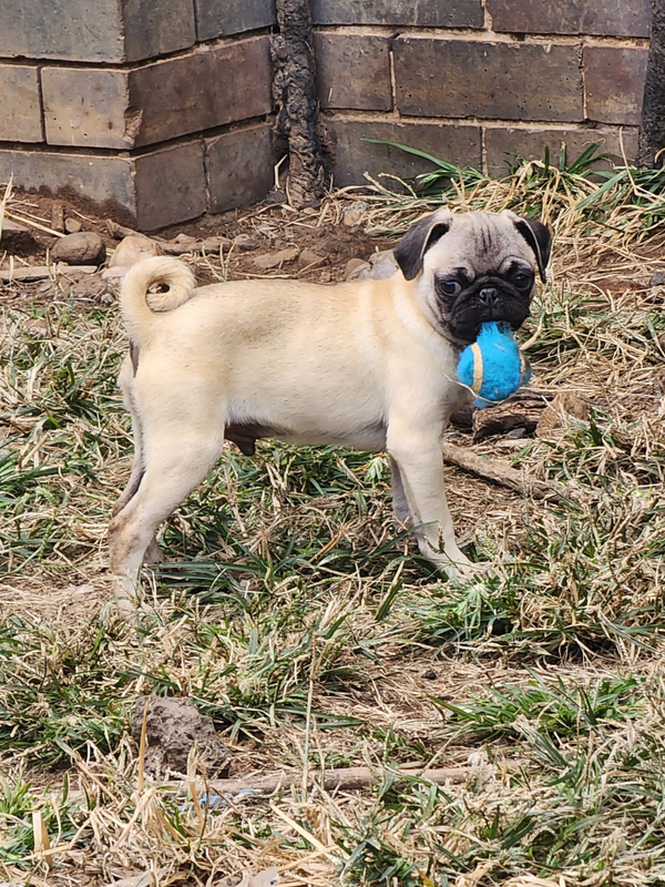 Pure bred pug puppies for SALE