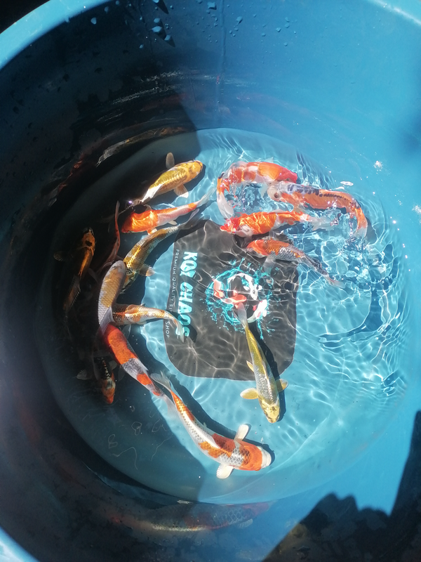 Japanese koi fish