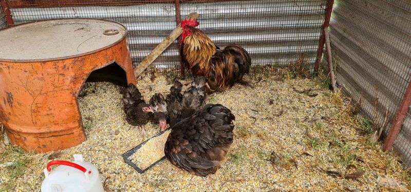 Chocolate Orpington Bantam Chickens For Sale