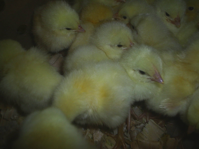 Day old broiler chicks