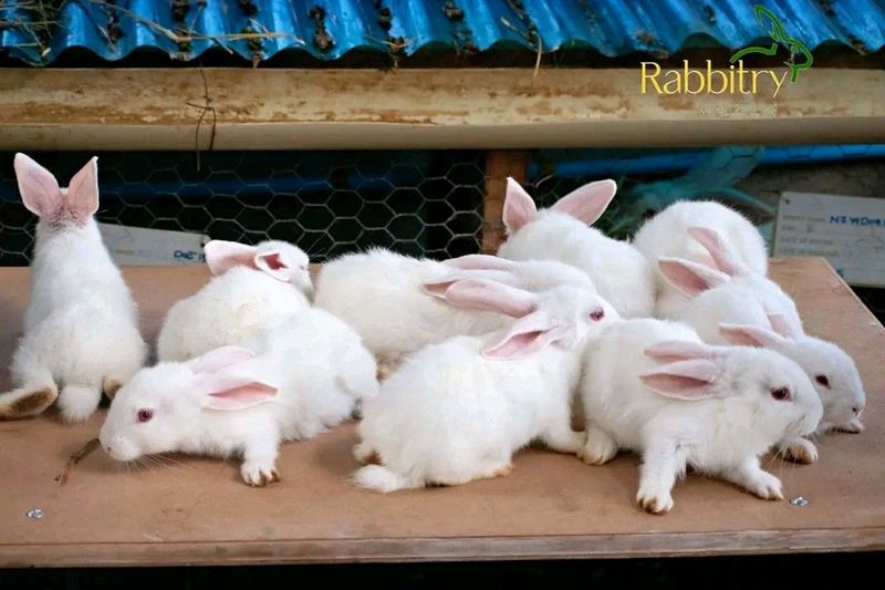 New Zealand White Rabbits For Sale