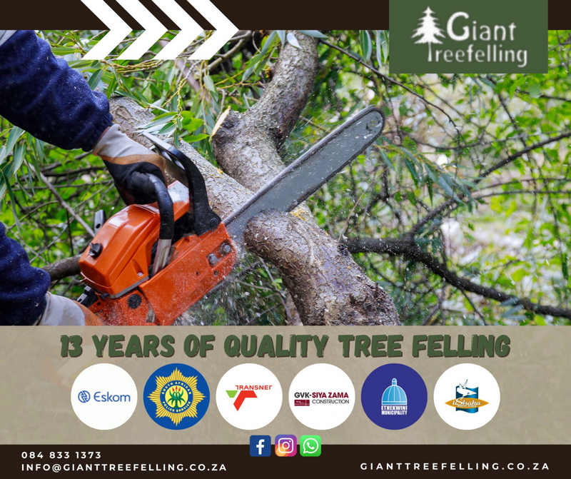 Giant Treefelling  Services