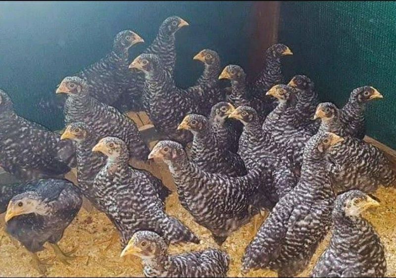 Potch Koekoe Chicks For Sale
