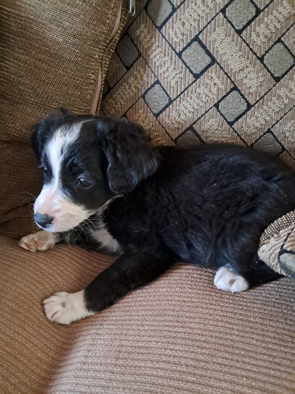 Pure bred Maltese puppy (short-haired)