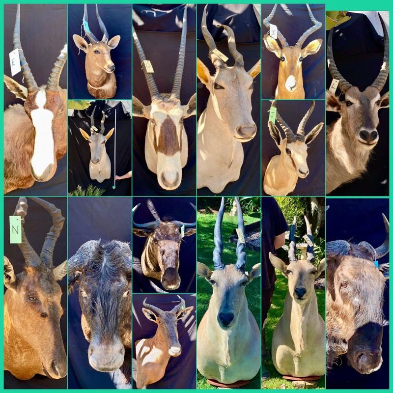 Collection of 23 Animal shoulder mounts