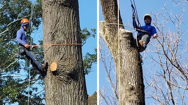 Affordable tree felling and stump removal services