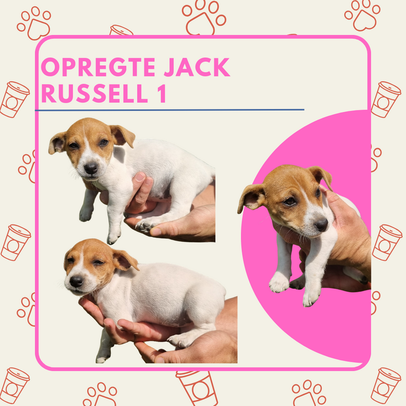 Jack Russells
