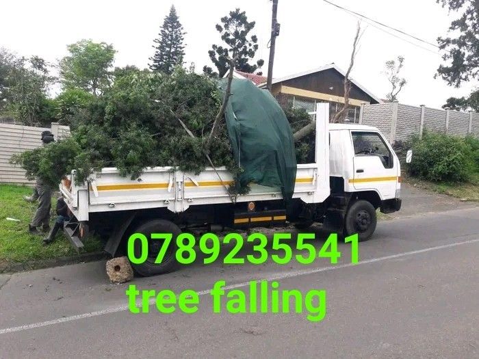 WE DO TREE FALLING IN ALL AREAS