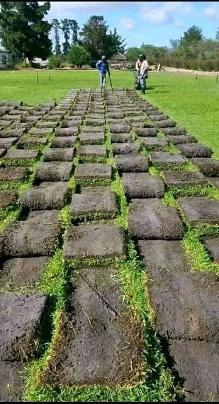 Roll on lawn Kikuyu grass
