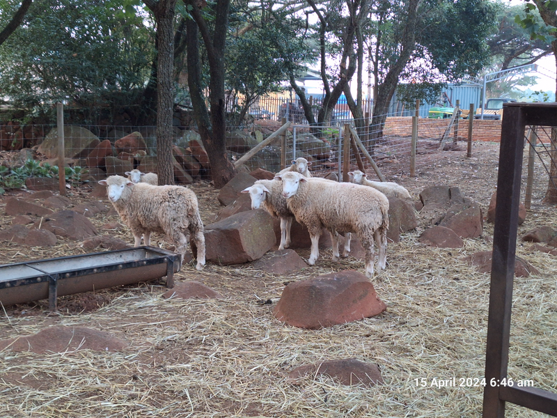 Ramb lambs
