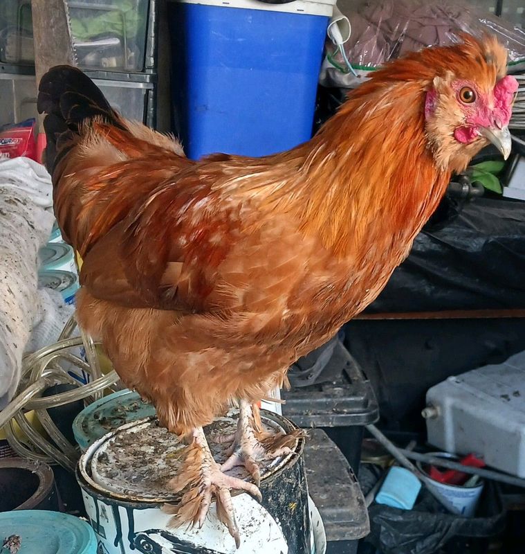 Silkies/zulu chicks/hen/rooster