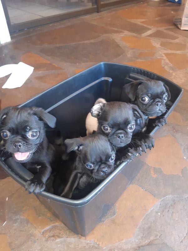 Pug puppies