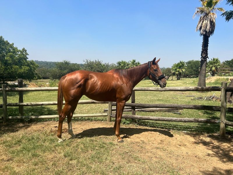 Gorgeous Thoroughbred for sale