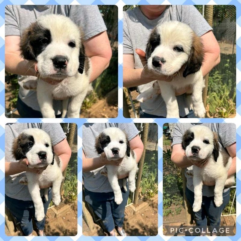 SAINT BERNARD  PUPPIES