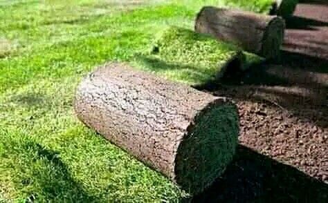 Buffalo grass//Lm berea(shade)//kikuyu grass instant roll on lawn