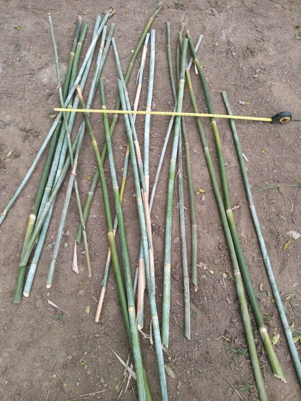 Bamboo Thin / Tomato Stakes / Canes / Plant Support
