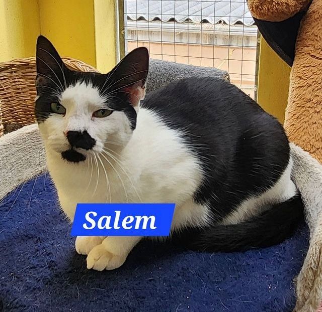 Salem: cat up for adoption