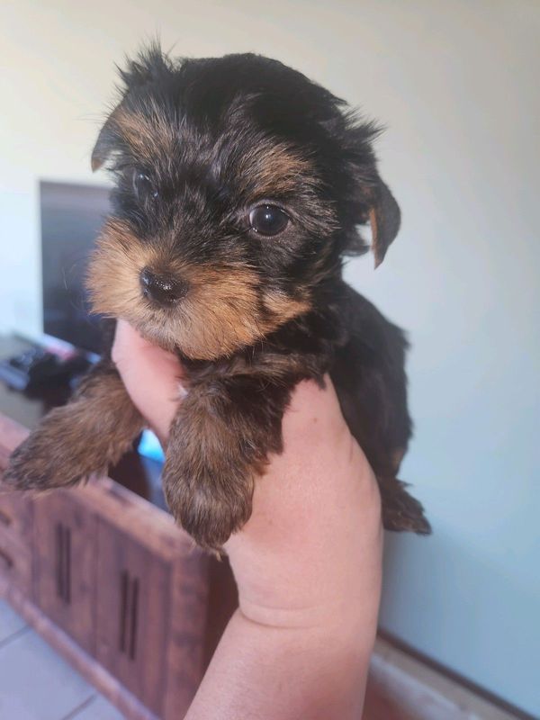 Traditional yorkshire terrier male