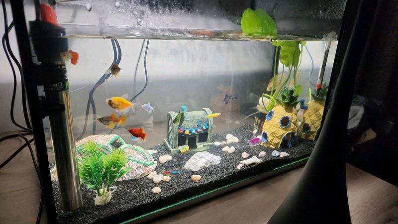 Fishtank with fish and accessories