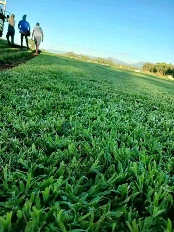 Roll on lawn Kikuyu grass