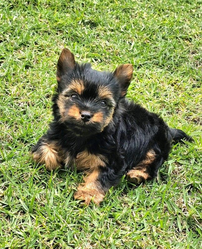 Cutest Yorkie puppy available