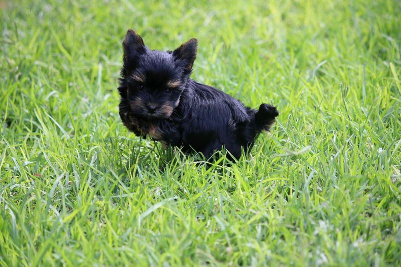 Traditional yorkshire terrier boy