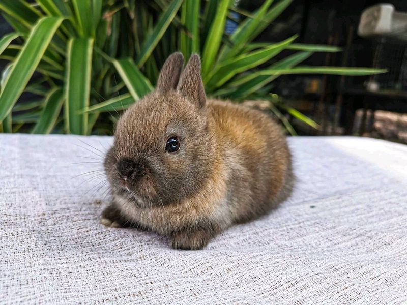 Netherland dwarf bunnies