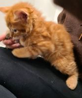 Pet shops that sell kittens near me deals