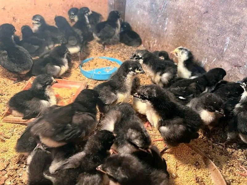 Black Australorps Chicks For Sale