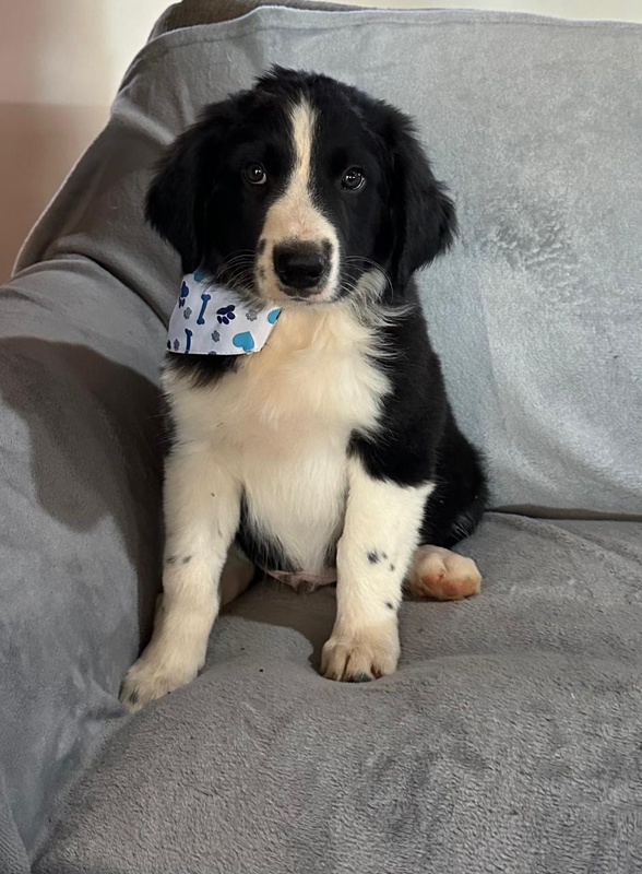 Purebred border collie puppies for sale