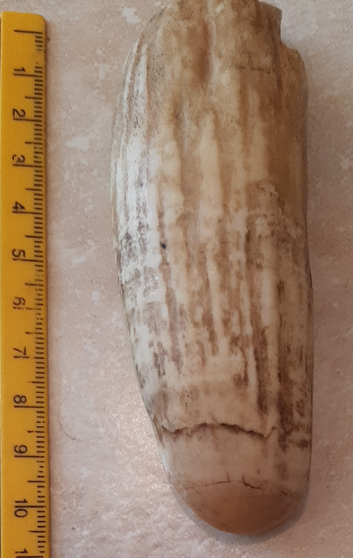 Vintage Sperm Whale Tooth - PRICE REDUCED