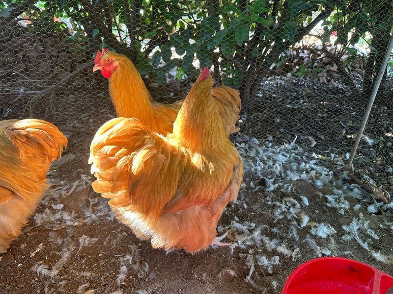 Buff Orpington Chicken Roosters