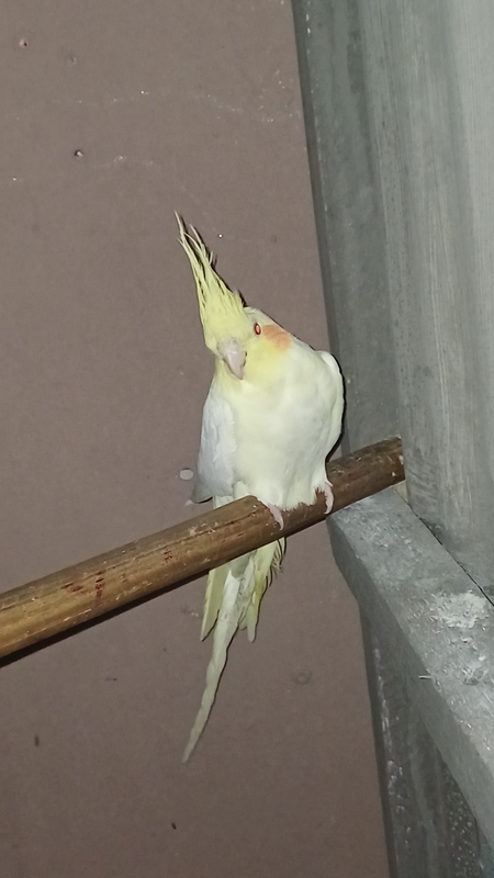 Looking for a FEMALE cockatiel