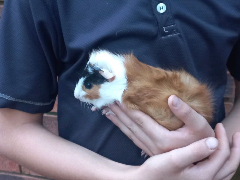 Beautiful baby Guinea pigs for sale