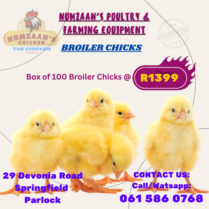 chicks - Ad posted by Numzaan Supply