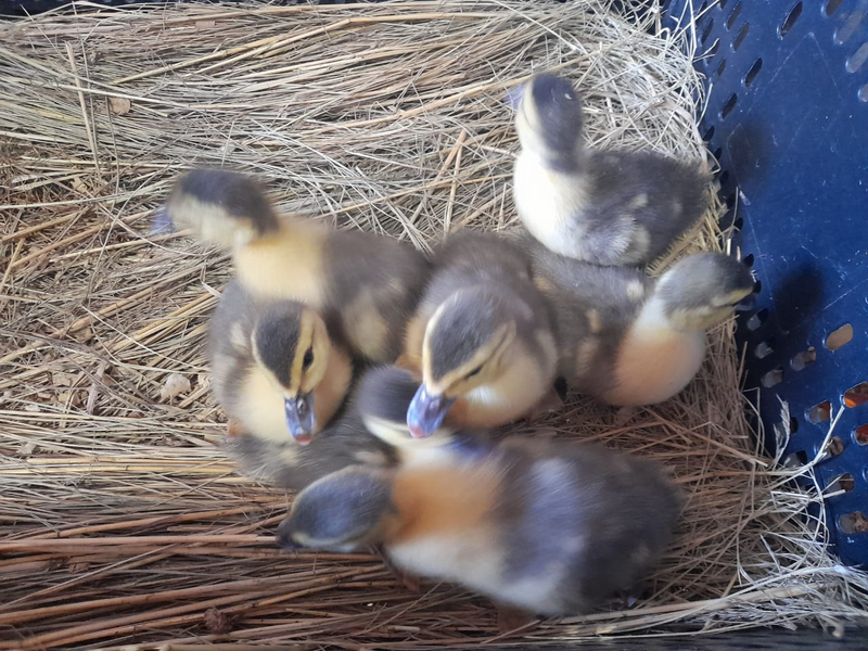 Muscovy ducklings for sale- almost 2 weeks old