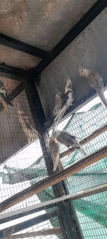 cockatiels available