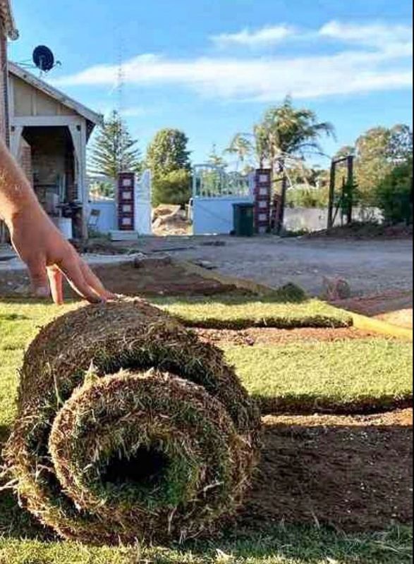 Instant roll on lawn grass// buffalo grass kikuyu grass