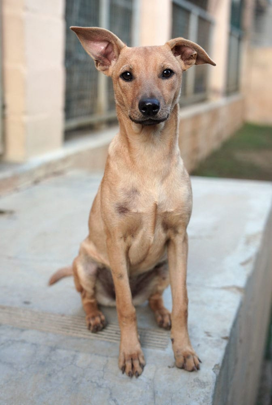 Cocomelon: SMALLISH, great with other dogs and loves people of all ages, including children