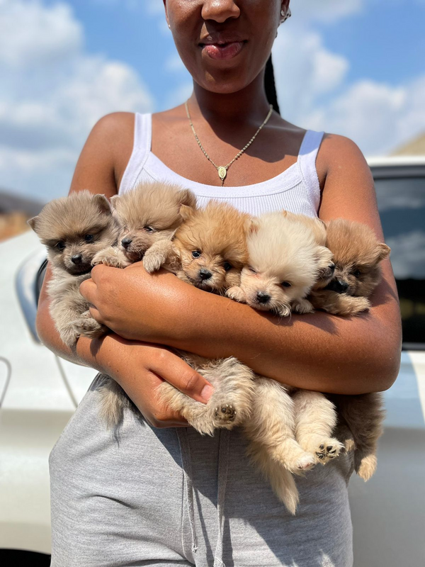 Pomeranian / Toy Pom puppies