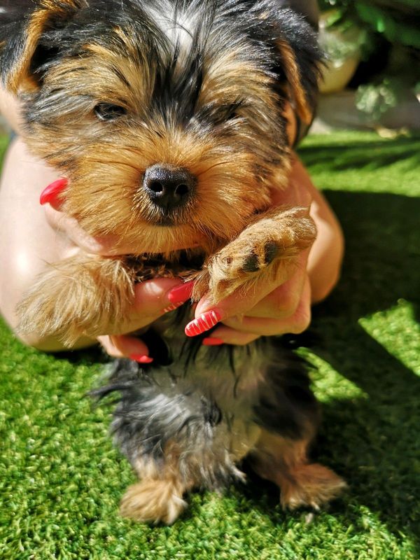 Little adorable Biewer Yorkshire Terriers