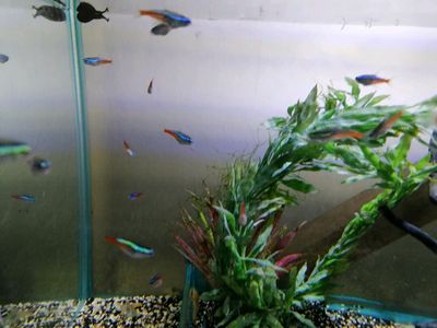 Neon tetras