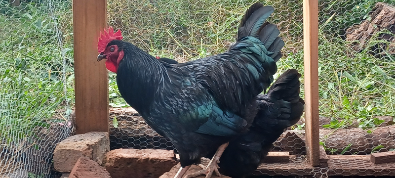 A Australorp Chicken Rooster