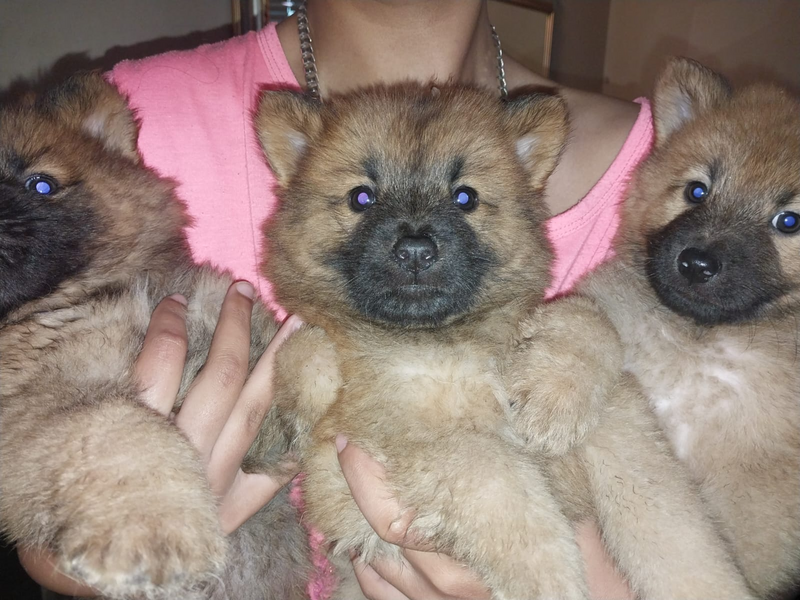 Chow Puppies