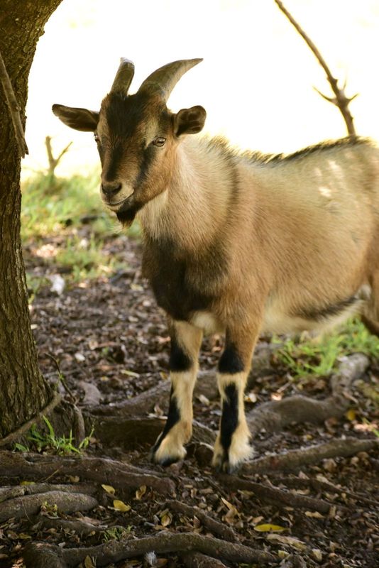 Dwarf  Goat Ram