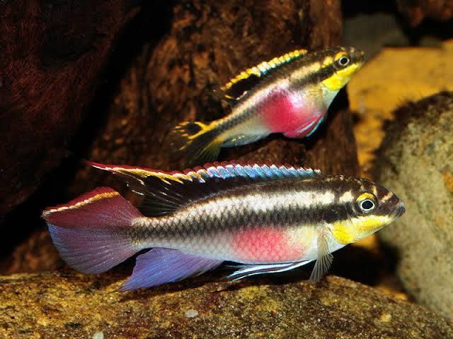 Kribensis fish